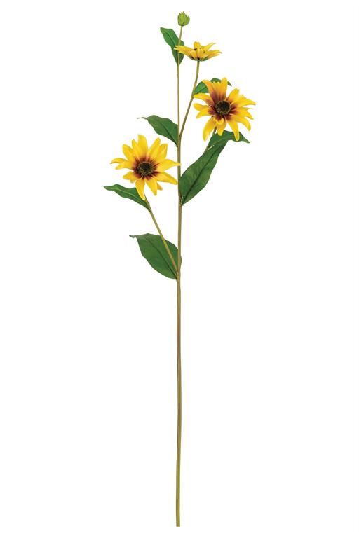 Black-Eyed Susan