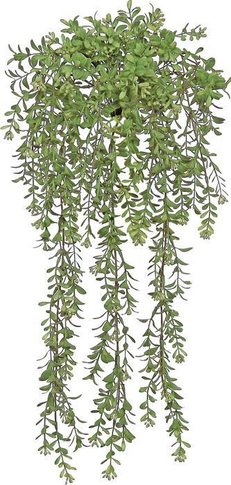 Boxwood Bush Vine