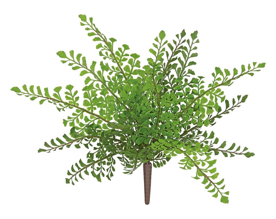 Maiden Fern Bush
