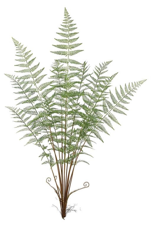 Silverback Fern