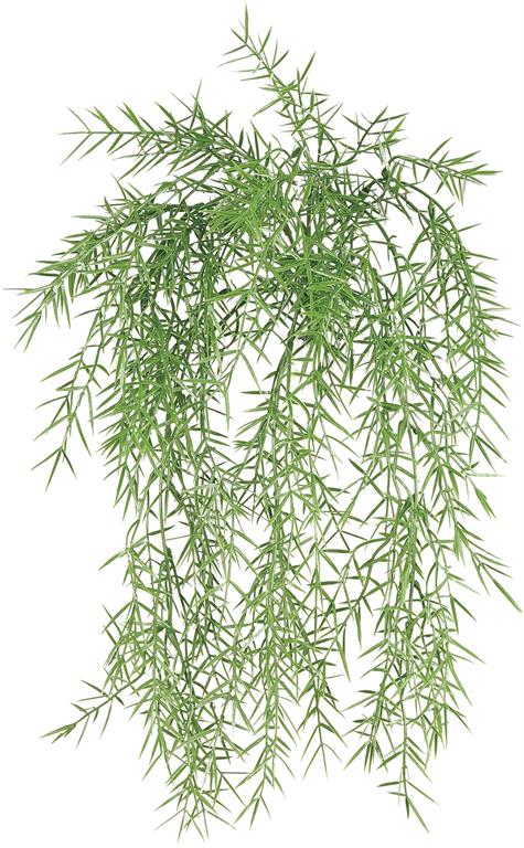 Springeri Fern Hanging