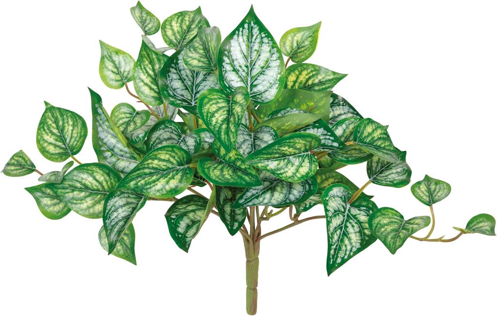 Argyreia Nervosa Bush