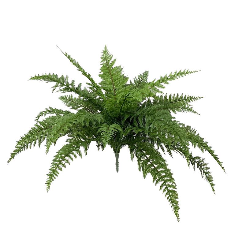 Small Leather Fern