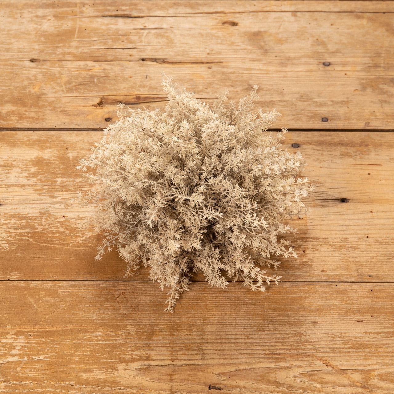Grey Monterey Cypress Half Ball