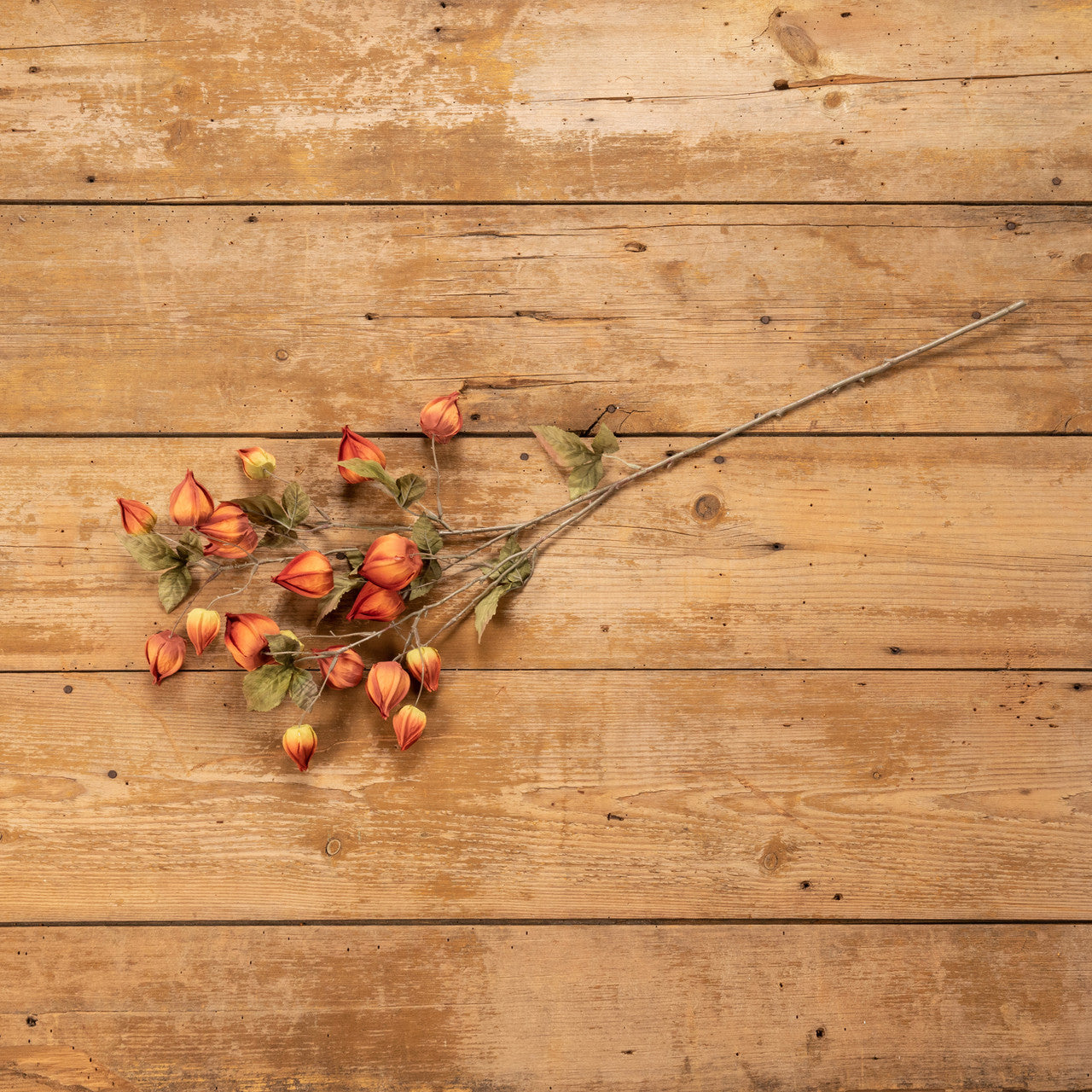 Chinese Lantern Spray