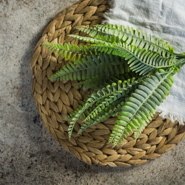 Persian Leaf Fern
