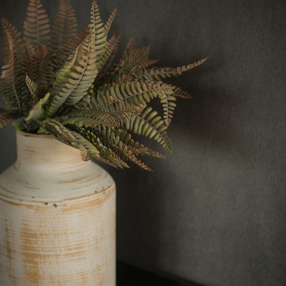 Persian Leaf Fern