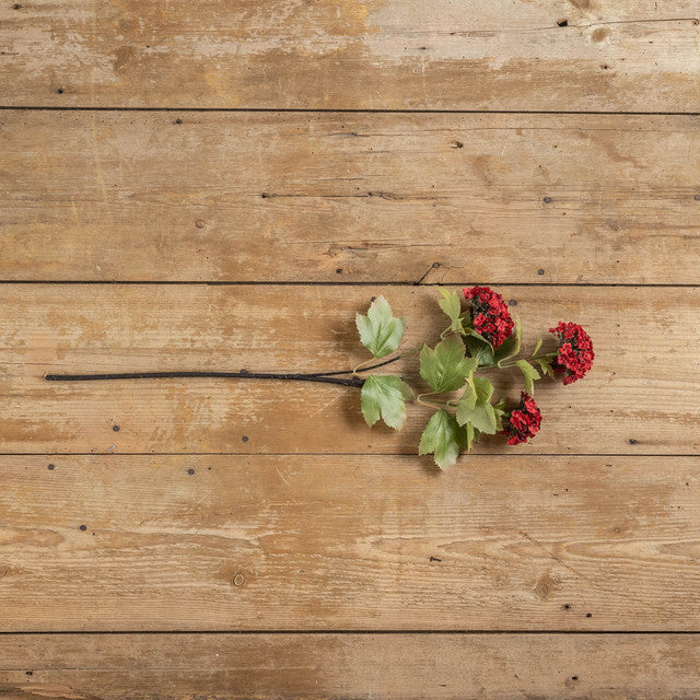 Red Sweet William Stem