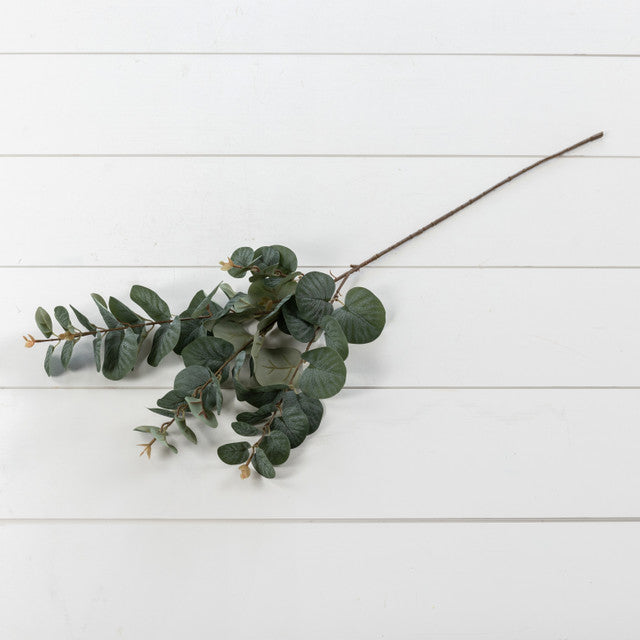 Dark Spiral Eucalyptus