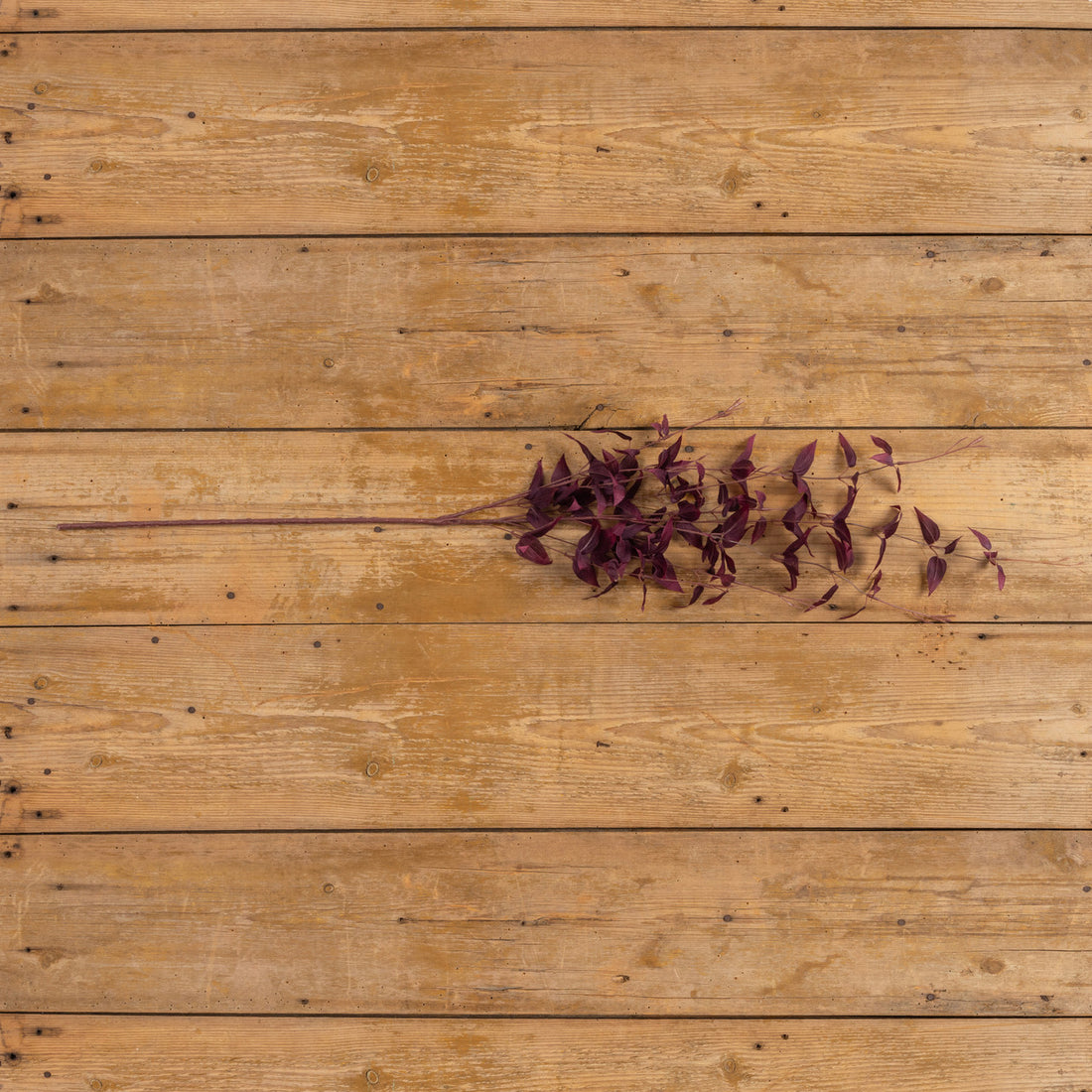 Deep Purple Clematis Spray