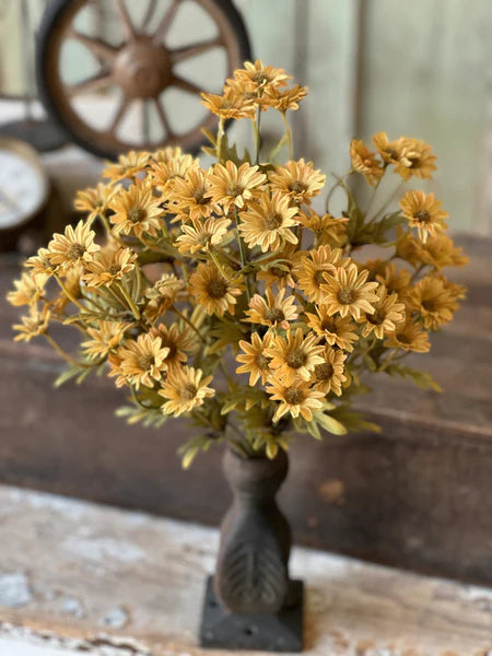 Ashdale Daisy Bush