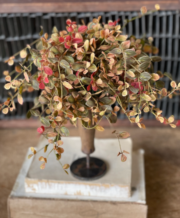 Bog Pimpernel Half Sphere