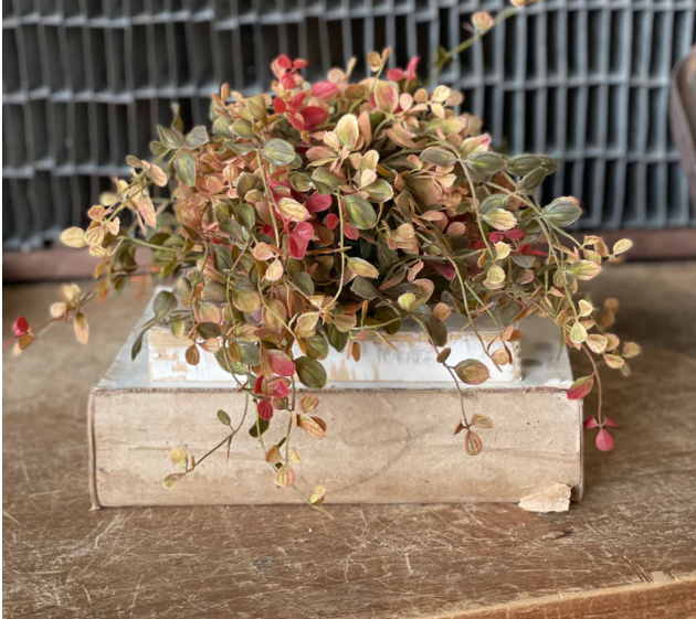 Bog Pimpernel Half Sphere