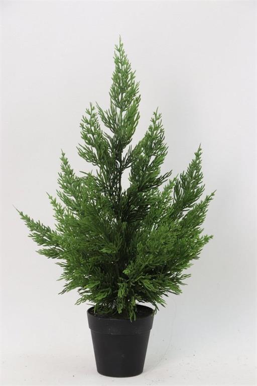 Cedar Tree in Pot