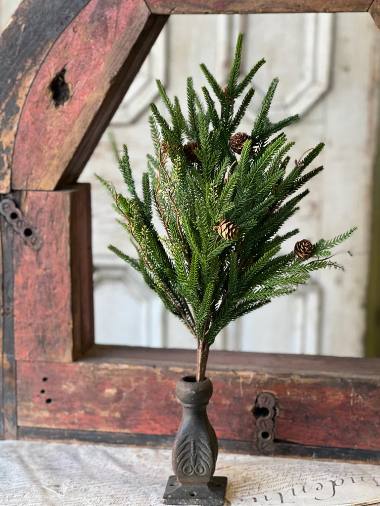 22" Pencil Pine Bush