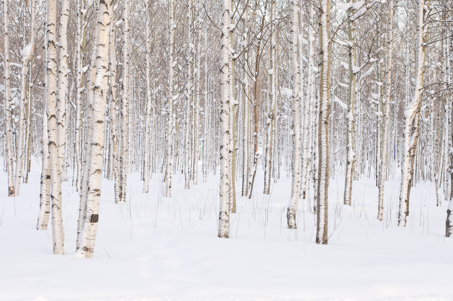 16 oz Butter Jar Candle: Silver Birch