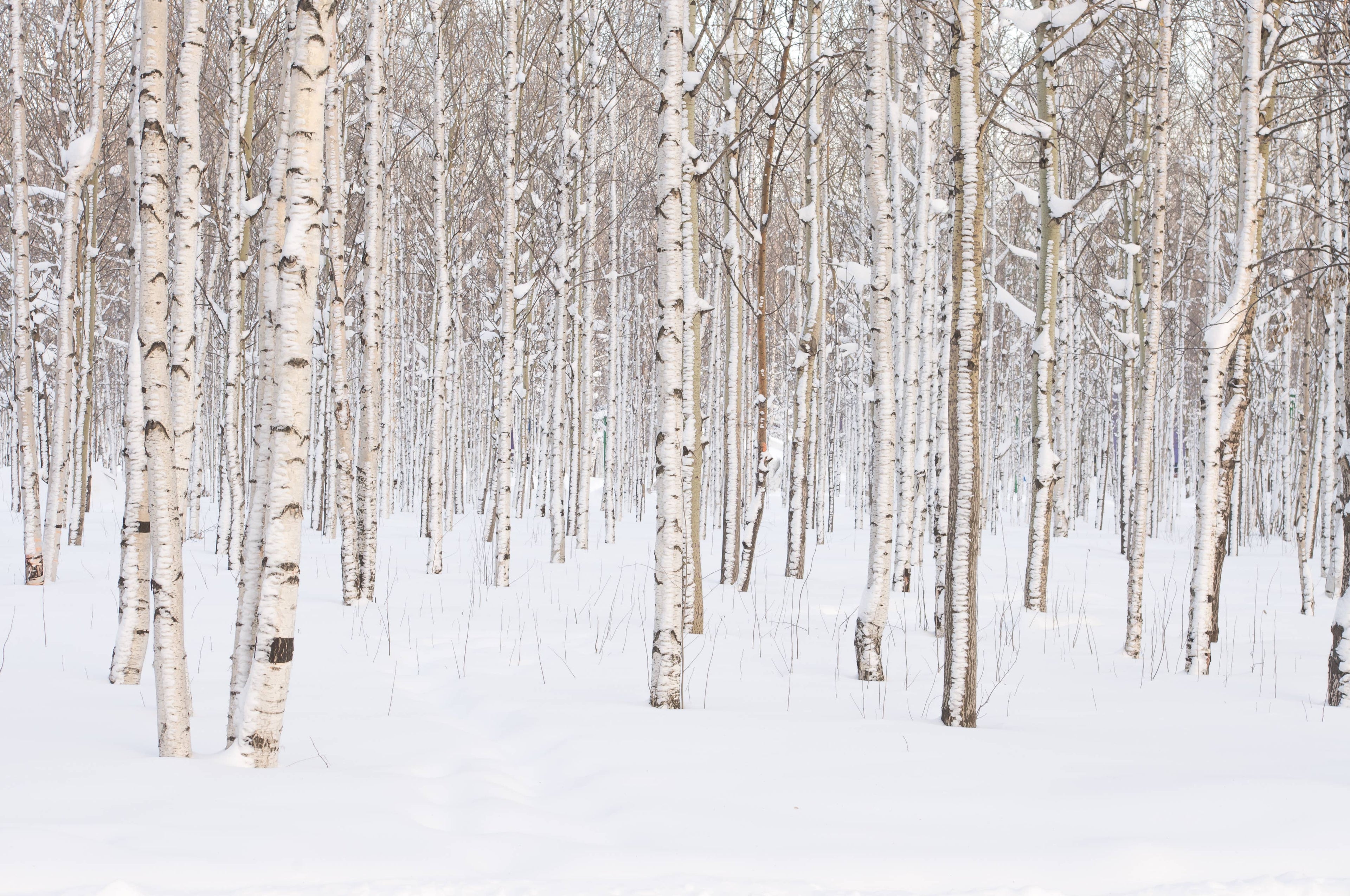 16 oz Butter Jar Candle: Silver Birch
