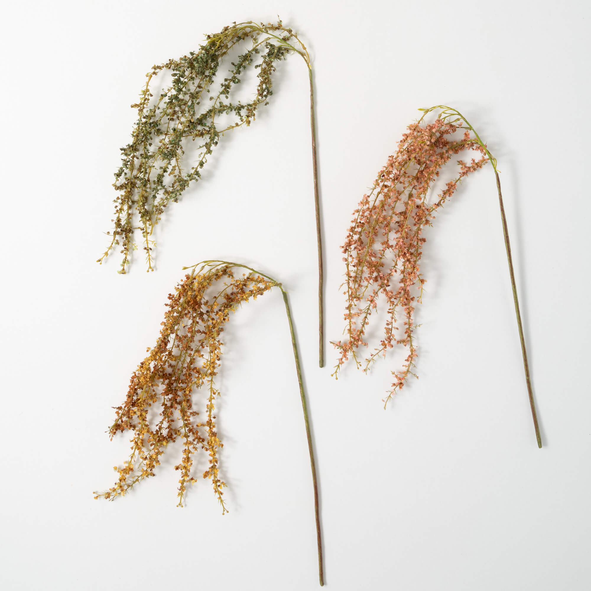 Dried Amaranthus