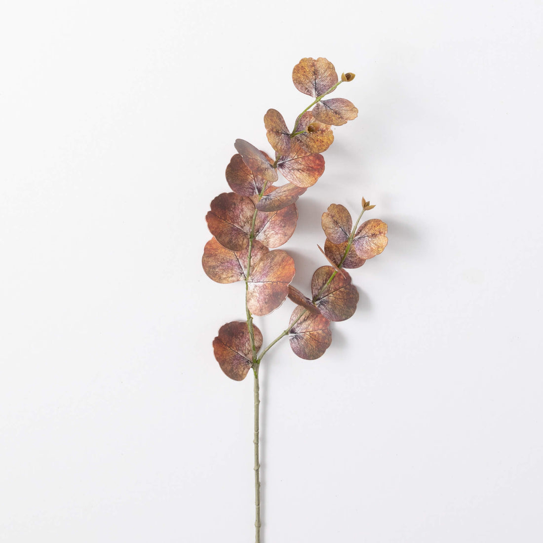 Eucalyptus Spray