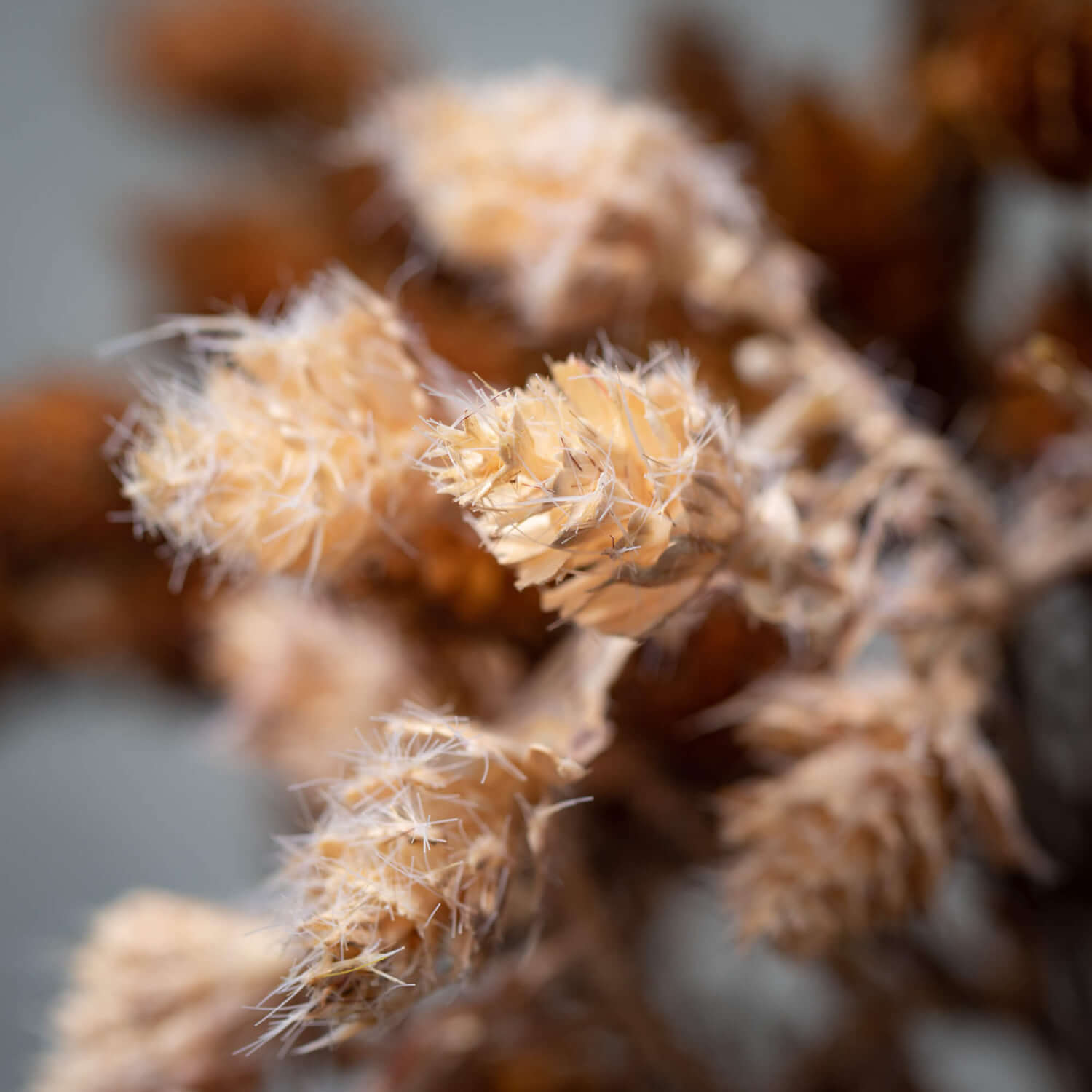 Mini Pinecone Stem