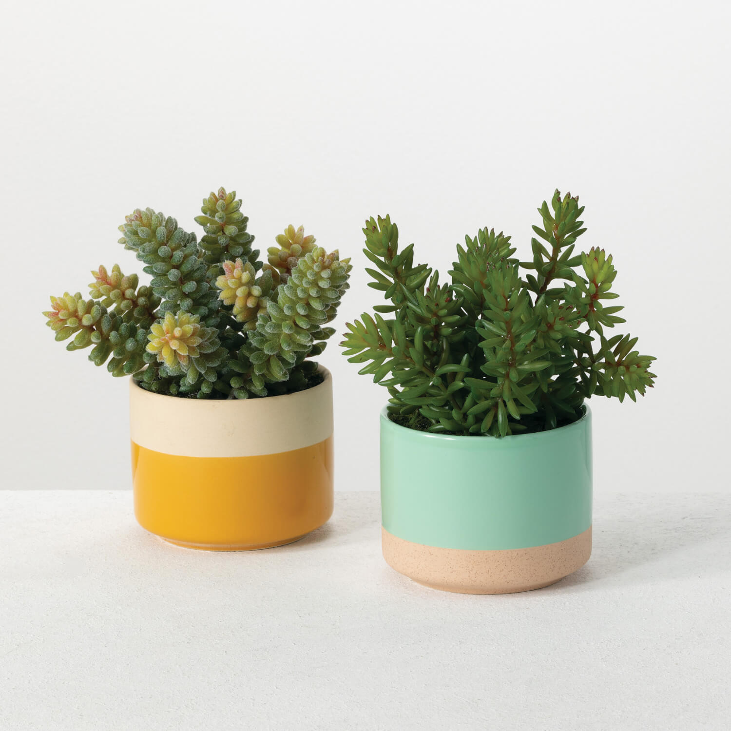 Colored Pot Succulent