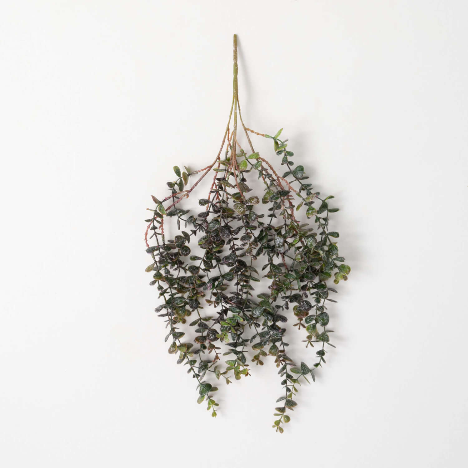 Verigated Hanging Eucalyptus