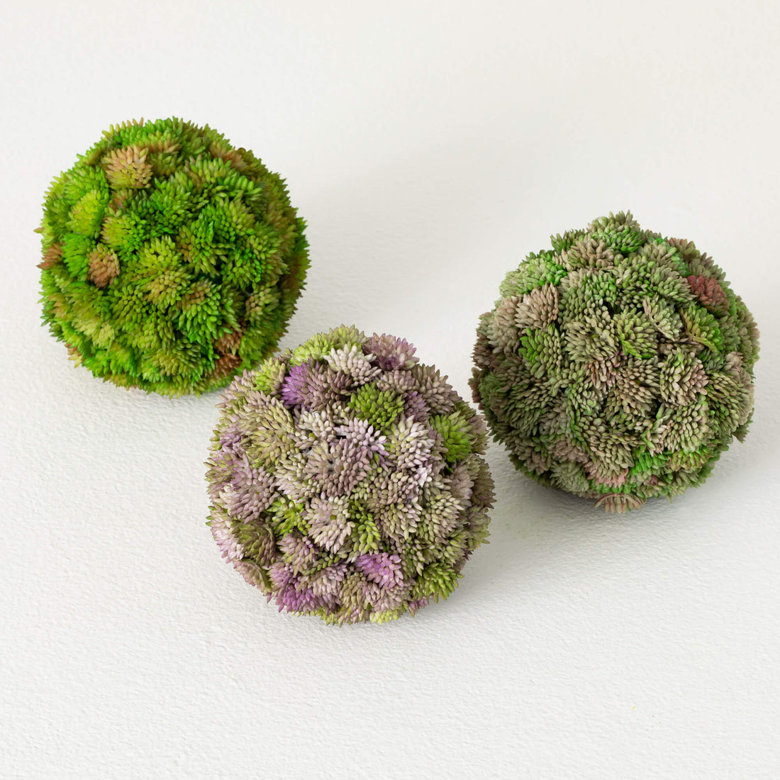 Sedum Orb