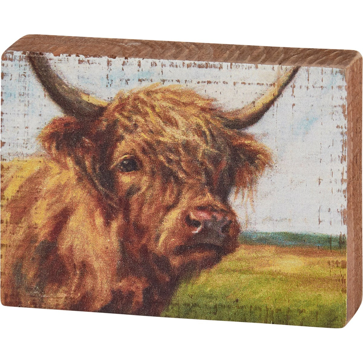 Highland Cow