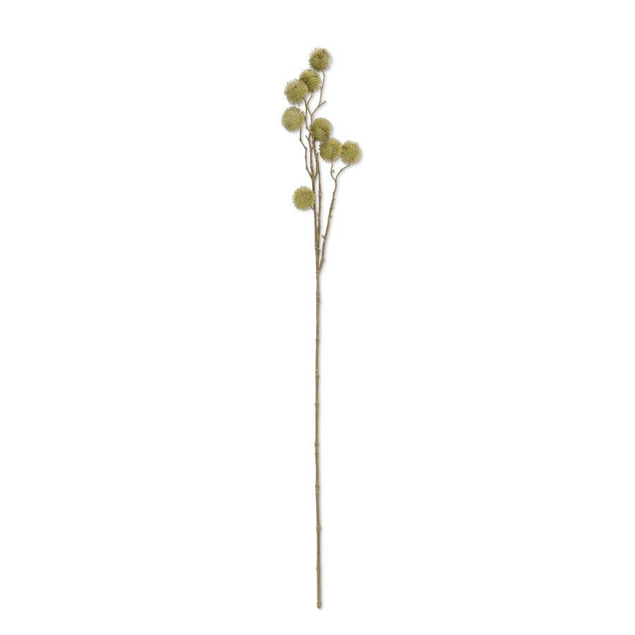 Sycamore Fruit Ball Stem