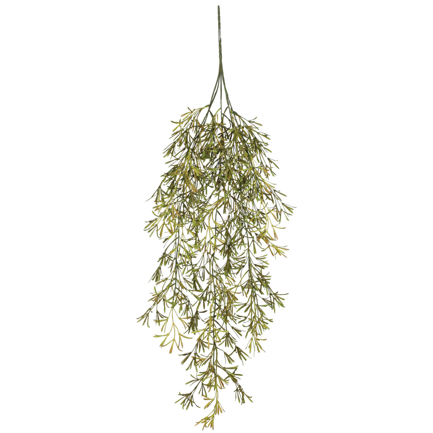 Asparagus Fern Vine