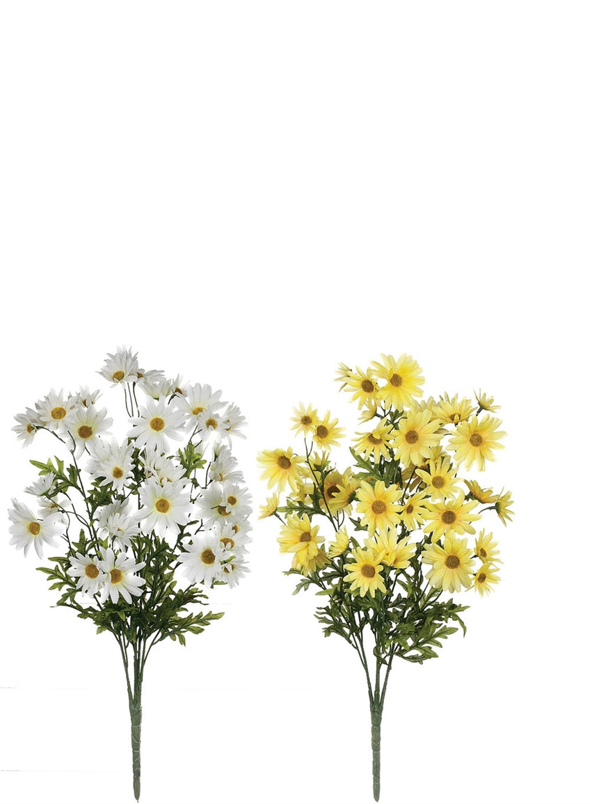 daisy bush