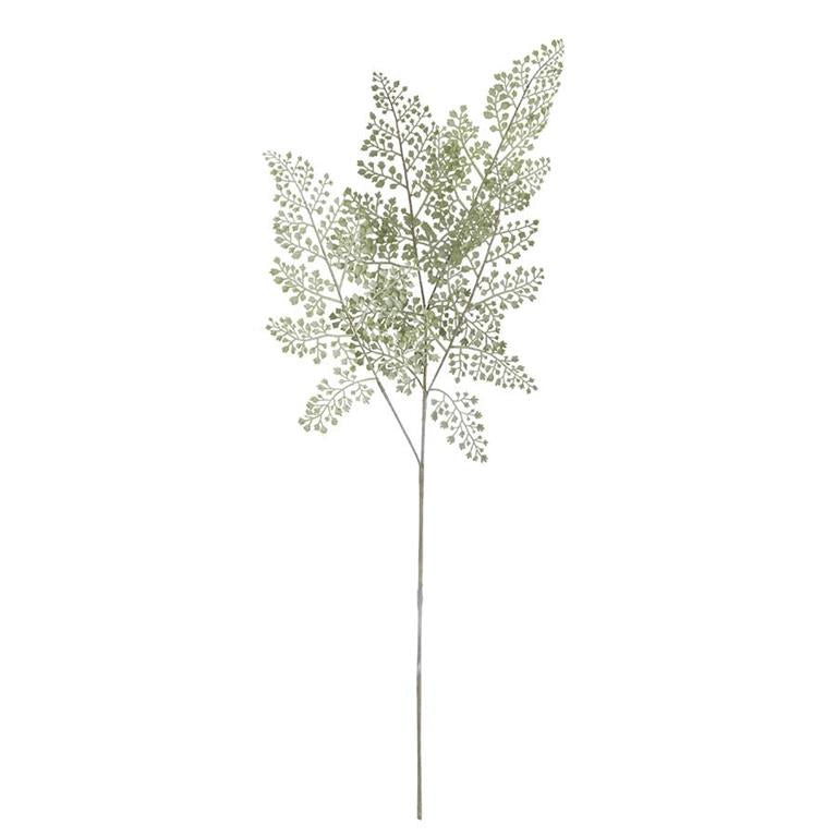 Soft Fern Stem