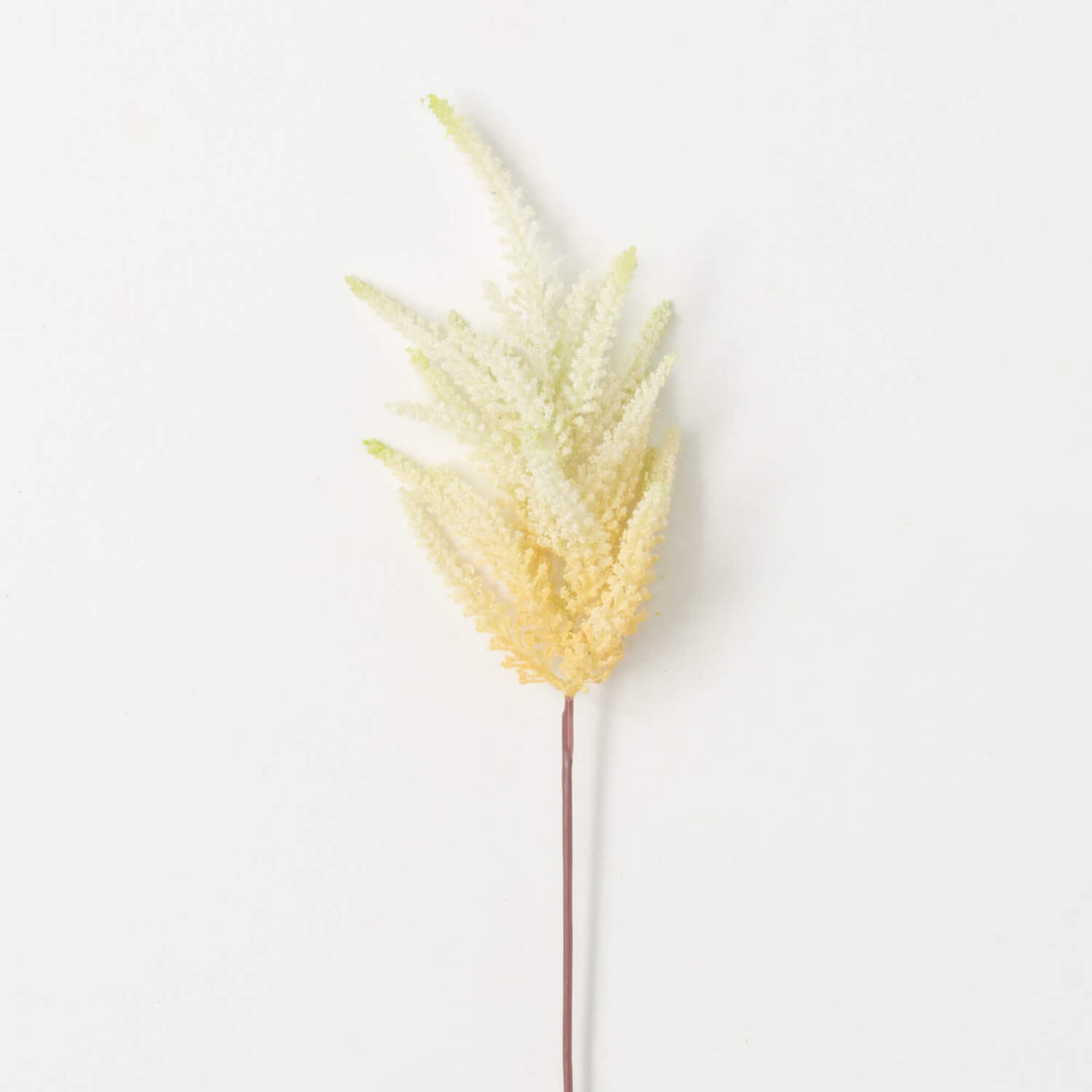 Cream Astilbe