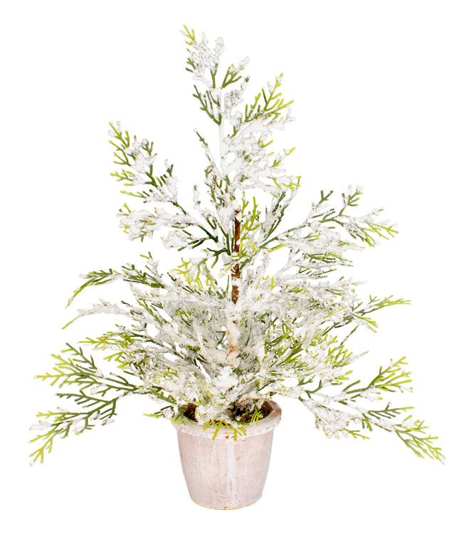 Snowy Juniper Tree