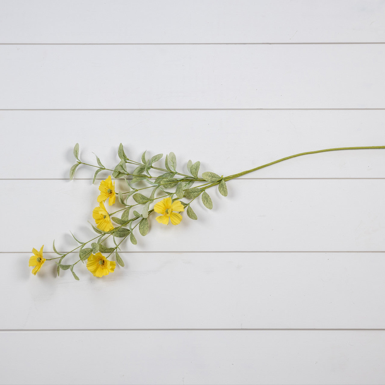 Yellow Anemone Spray