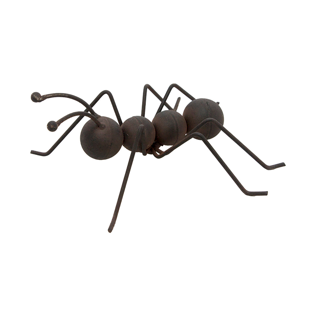 Ant