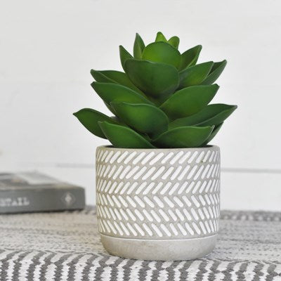 Leafy Succulent in Pot