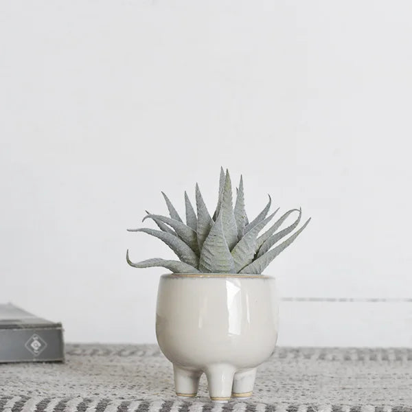 Agave Plant