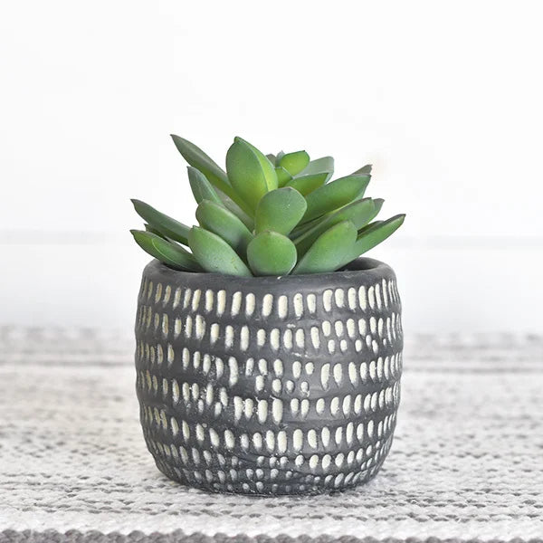 Black Pot Succulent