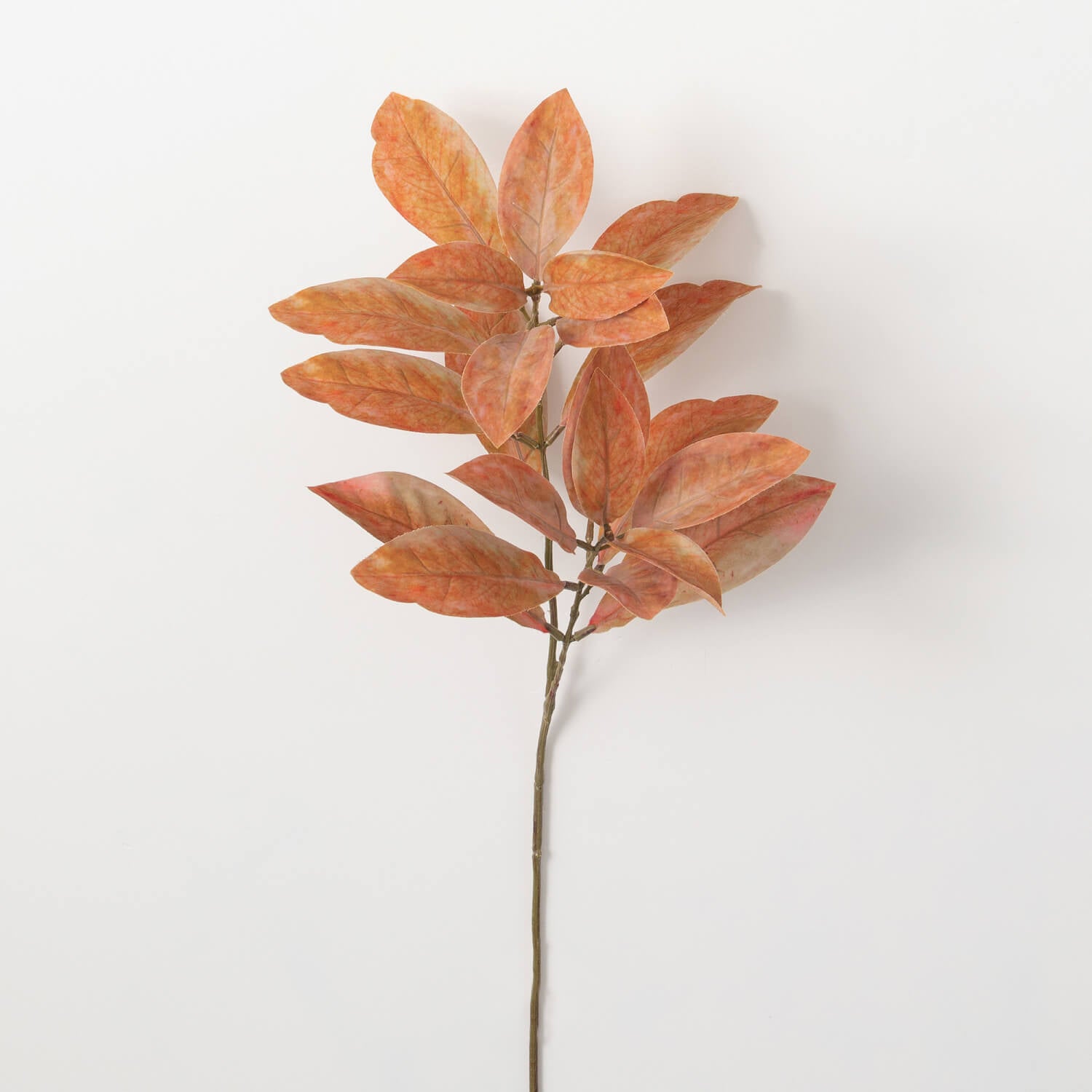 Croton Stem