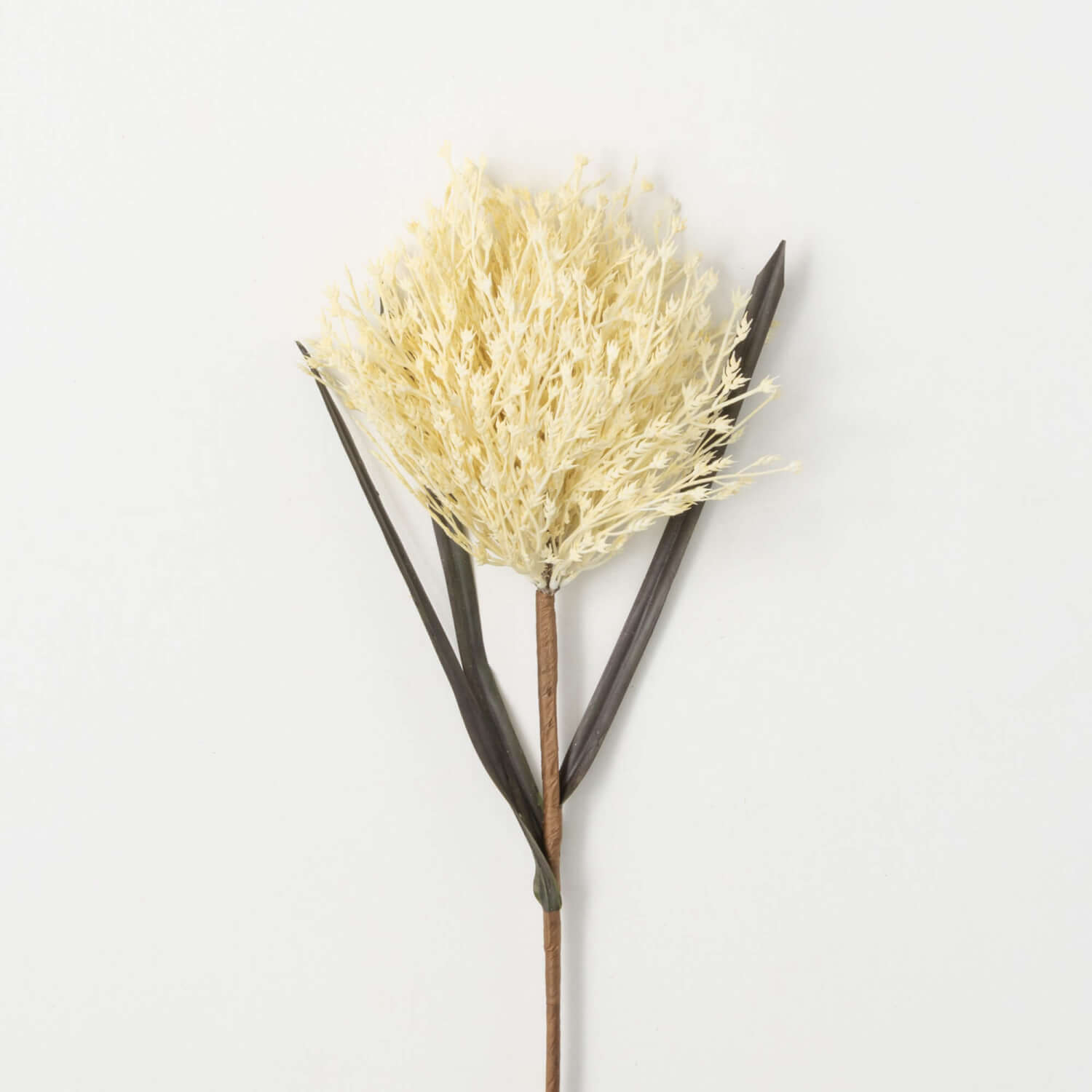 Cream Stout Reed Stem