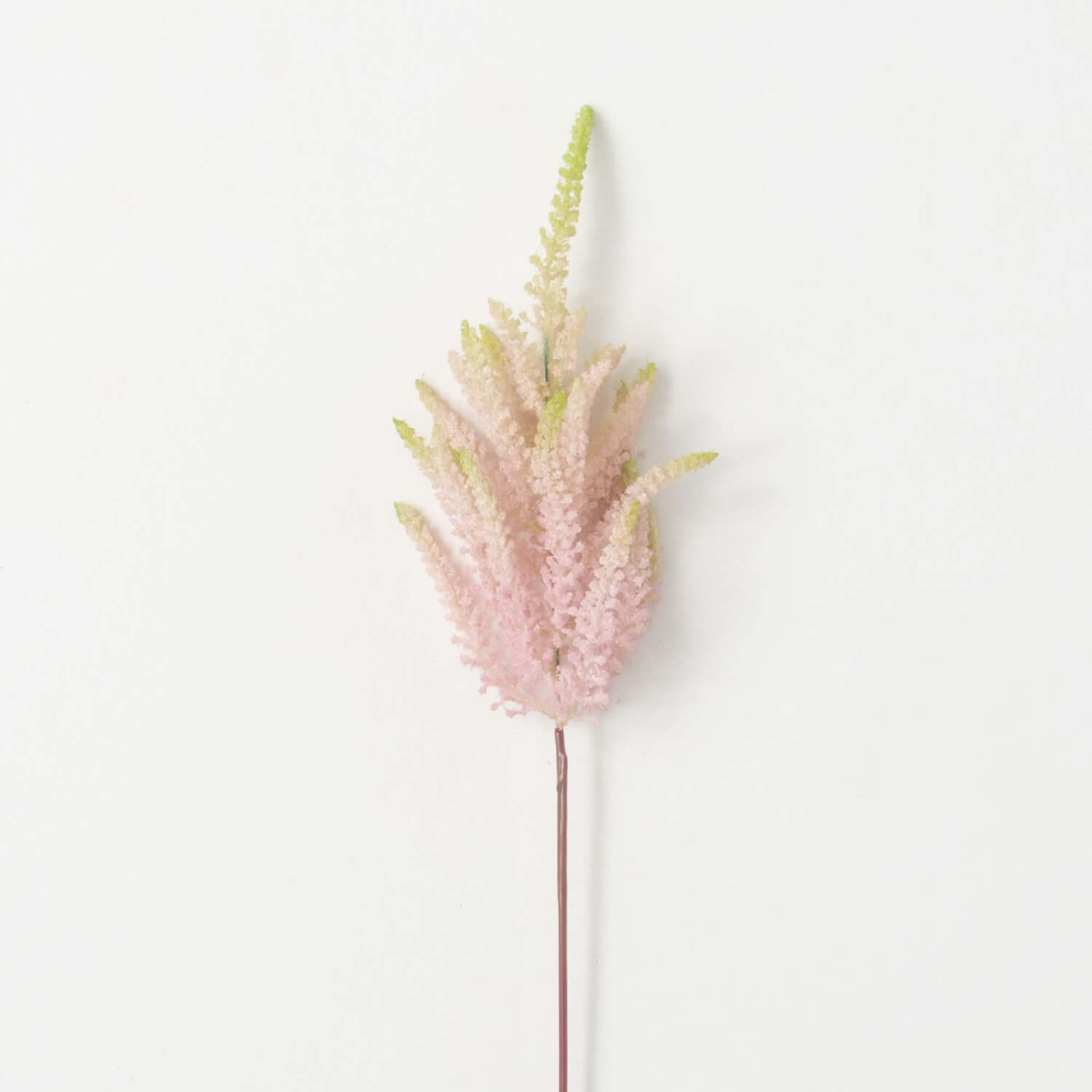 Pink Astilbe