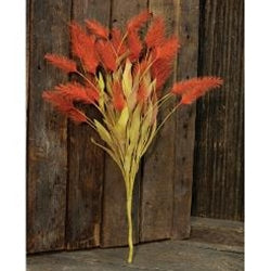 Dog Tail Grass Bush