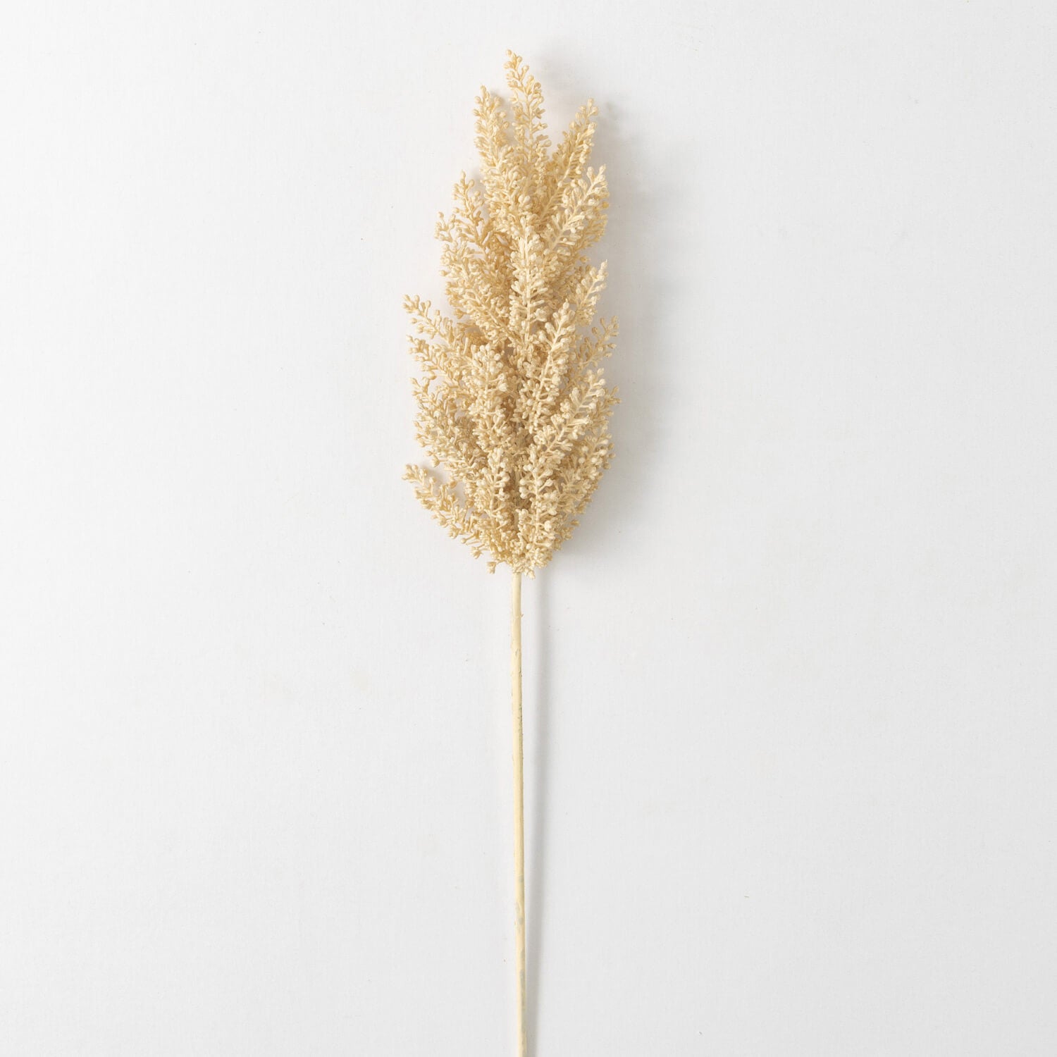 Astilbe Stem