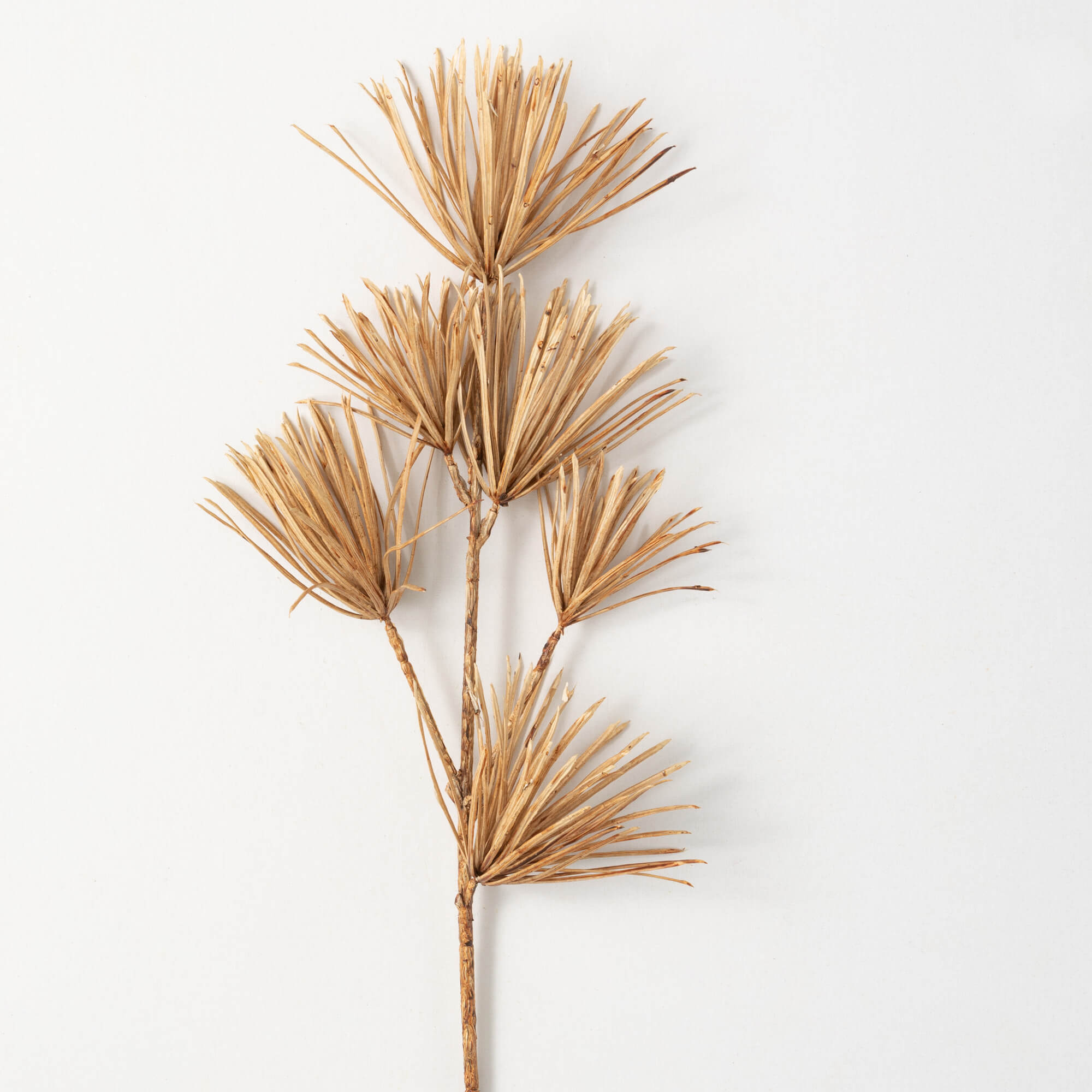 Podocarpus Stem