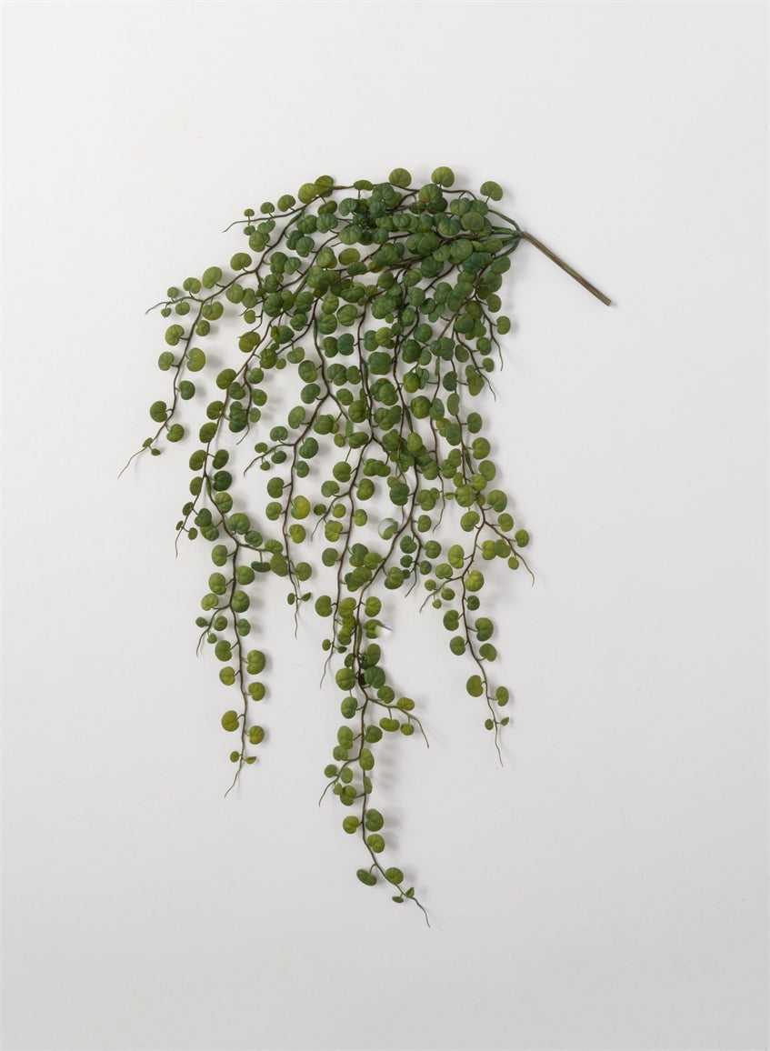 Hanging Leaf Bush
