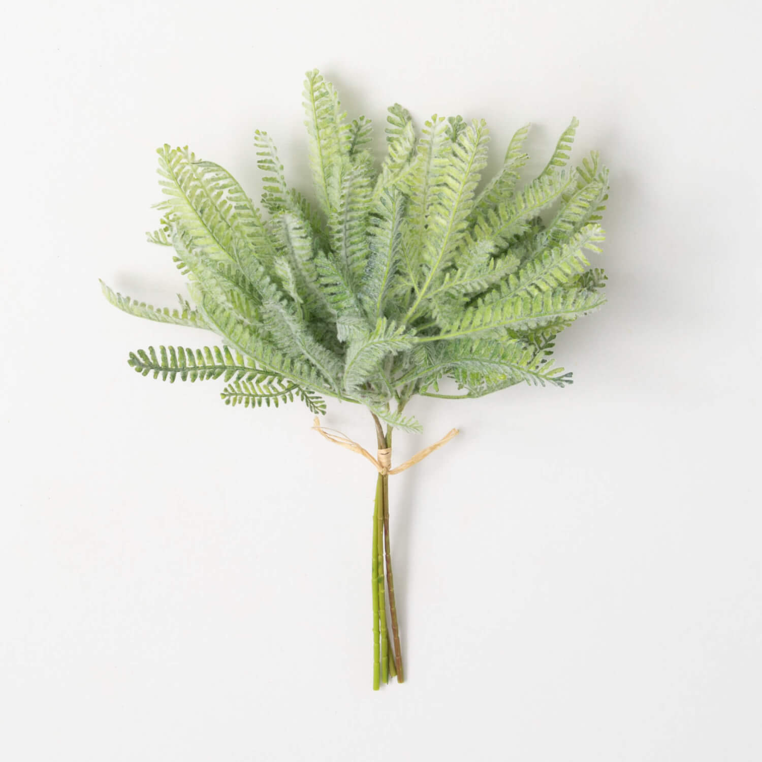 Mini Fern