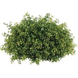 Large Boxwood Half Sphere