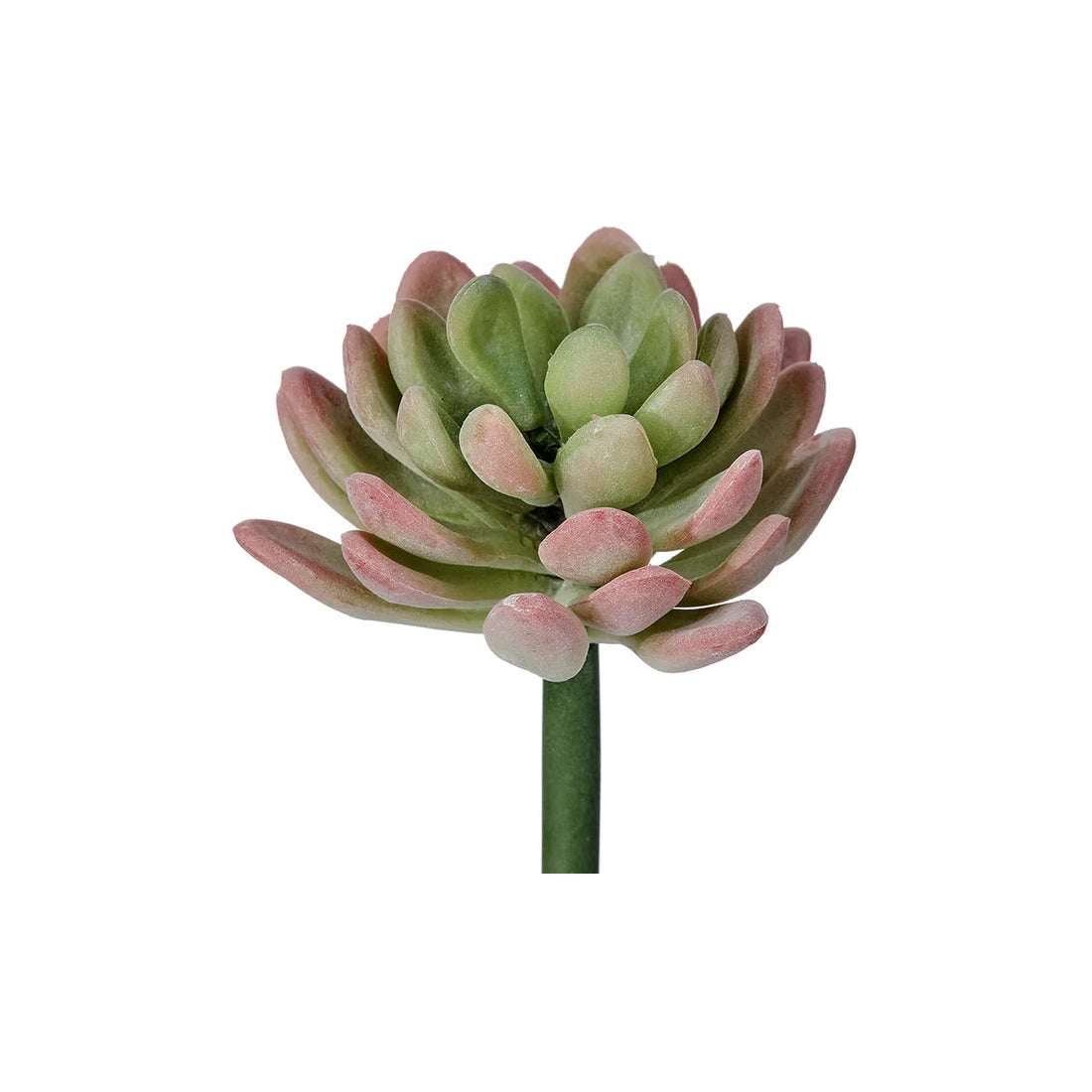 Jade Succulent