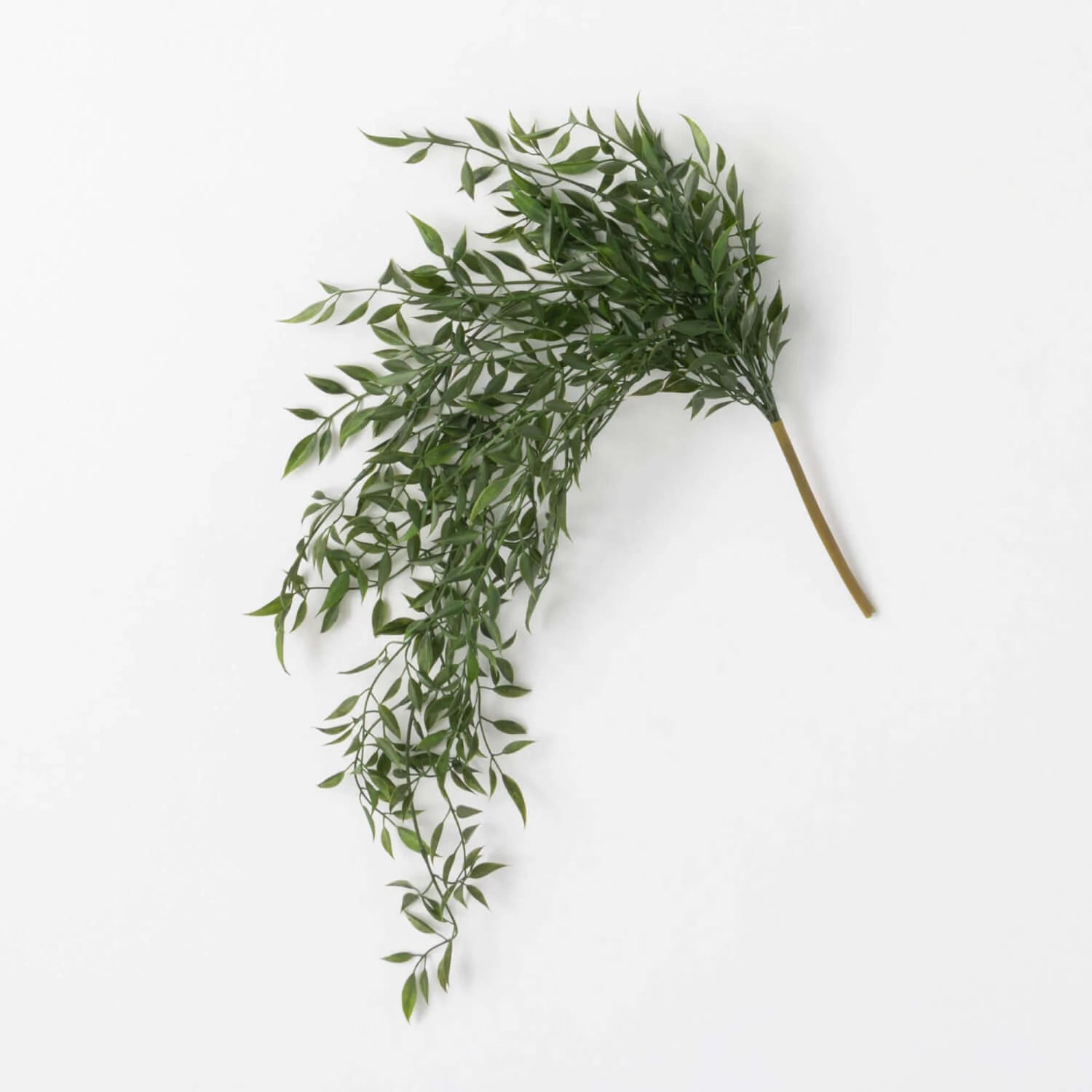 Ruscus drapping bush